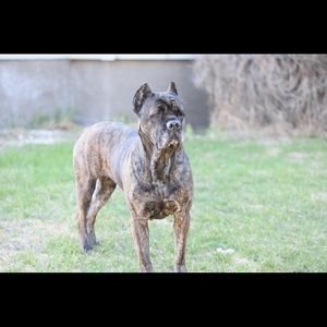 Meet your Posher, Lance